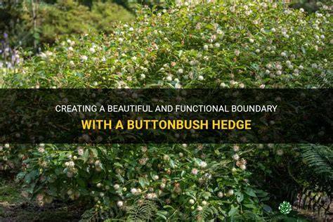 The moonlight buttonbush: a floral wonder of the night